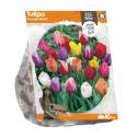 Baltus Tulipa Triumph Mixed tulpen bloembollen per 10 stuks